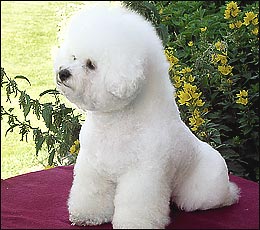 bichon fris�