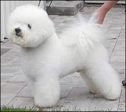 Nemo