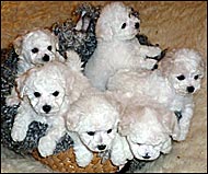Puppies