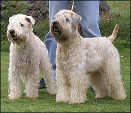 irish softcoated wheaten terrier