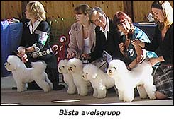 Bsta avelsgrupp