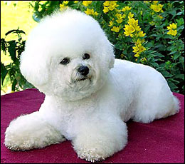 bichon fris